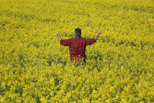 Agrónomo Agricultor Examinando Campo Canola Flor Haciendo Gestos Con Las — Foto de Stock