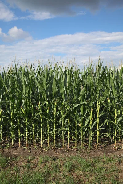 Рослини Зеленої Кукурудзи Полі Красиве Небо Хмарами Сільське Господарство Початку — стокове фото
