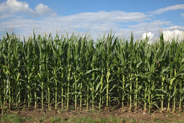 Groene Maïs Planten Veld Mooie Hemel Met Wolken Landbouw Vroege — Stockfoto