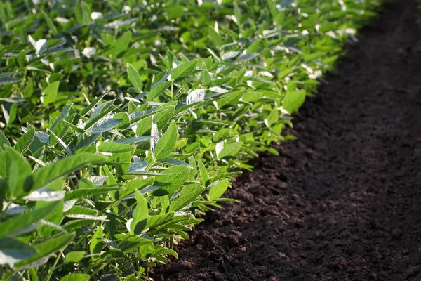 Landbouw Groene Sojabonen Planten Het Veld Late Lente Vroege Zomer — Stockfoto