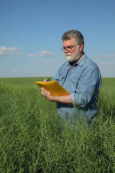 Agronomista Agricultor Examinando Cultura Canola Verde Campo Plantas Colza Primavera — Fotografia de Stock