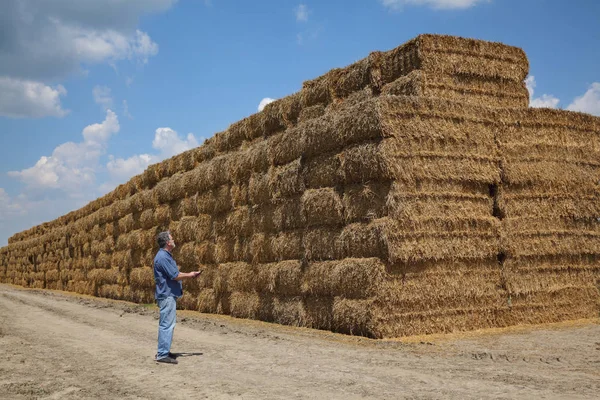 Agricultor Agrônomo Examinando Fardo Palha Embalada Grande Pilha Campo Trigo — Fotografia de Stock