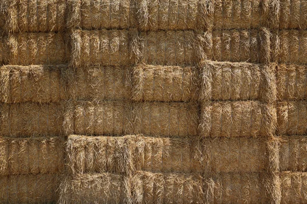 Bale Packed Straw Big Pile Harvest — Stock Photo, Image