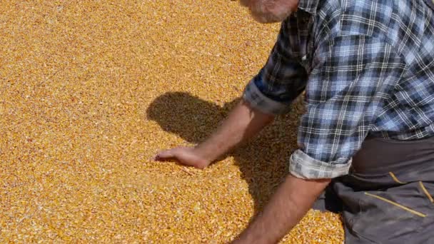Corn Harvest Farmer Heap Crop Holding Pouring Seed — Stock Video