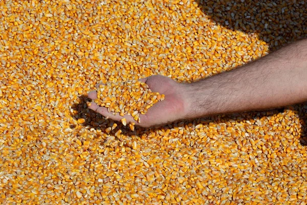 Corn harvest, farmer at heap of crop holding and pouring seed, closeup of hand with seed