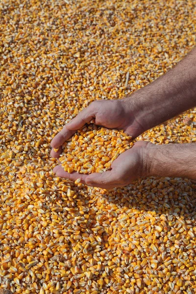 Corn Skörd Bonde Högen Gröda Anläggning Och Hälla Utsäde Närbild — Stockfoto