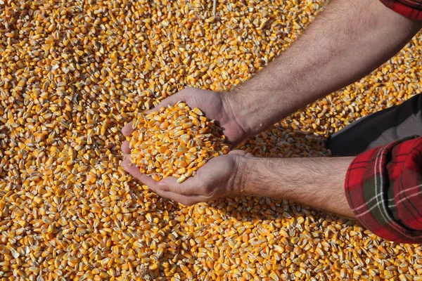 トウモロコシの収穫 作物の持株と注ぐ種子 種子と手のクローズ アップのヒープでの農家 — ストック写真