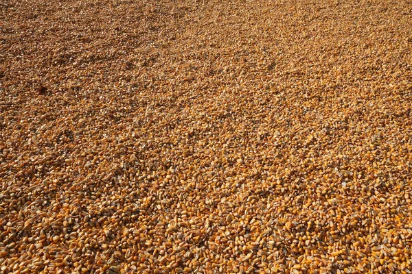 Kukurydza Tło Sterty Upraw Kukurydzy Zbiorach — Zdjęcie stockowe