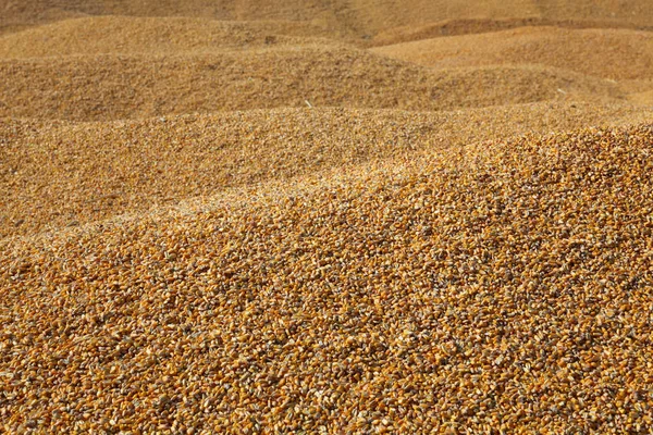Mais Hintergrund Haufen Von Maisernte Nach Der Ernte — Stockfoto