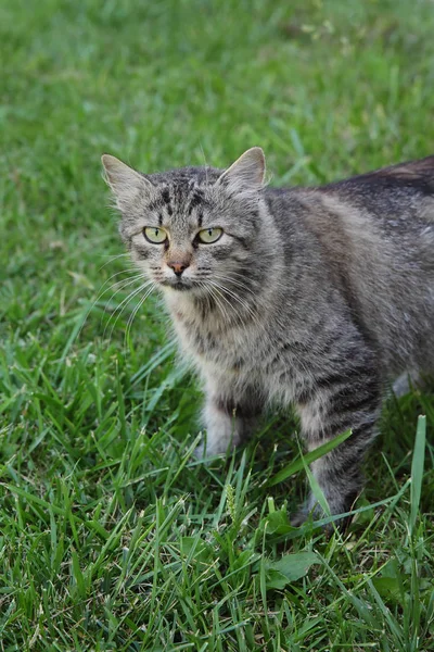 Mezclar Crianza Gato Pie Verde Hierba Mirando Cámara Enfoque Selectivo — Foto de Stock