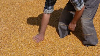 Mısır hasat, holding ve tohum dökülen kırpma, çiftçi muayene yığını 