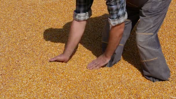 Corn Harvest Farmer Examining Heap Crop Holding Pouring Seeds — Stock Video