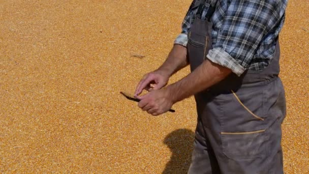 玉米收获 农民或农学家检查作物堆和使用片剂计算 — 图库视频影像
