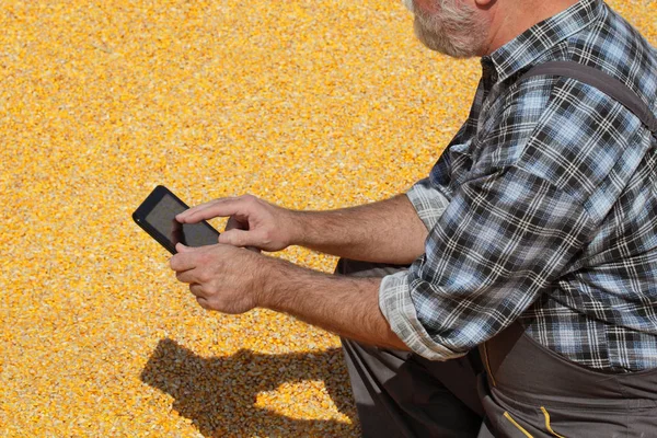 玉米收获 农民或农学家检查作物堆和使用片剂计算 — 图库照片