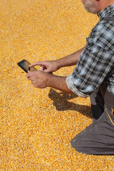 Cosecha Maíz Agricultor Agrónomo Examinando Montón Cultivos Utilizando Tabletas Para — Foto de Stock