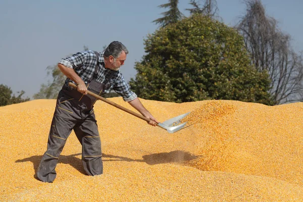 Cosecha Maíz Agricultor Montón Cultivos Arrojar Maíz Utilizando Pala — Foto de Stock