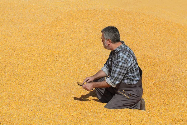 Cosecha Maíz Agricultor Agrónomo Examinando Montón Cultivos Utilizando Tabletas Para — Foto de Stock