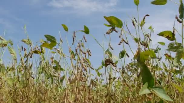 Nahaufnahme Der Sojabohnenernte Bei Pflanzen Feld Mit Blauem Himmel Erntezeit — Stockvideo