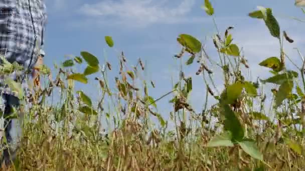 农夫或农艺师检查大豆植物领域在夏末 — 图库视频影像