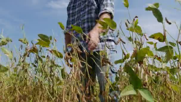 Rolnik Lub Agronom Badanie Pola Roślin Soi Późnym Latem Nagrań — Wideo stockowe