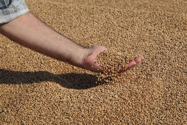 Colheita Trigo Agricultor Pilha Culturas Sementes Vazamento Fecho Mão Com — Fotografia de Stock