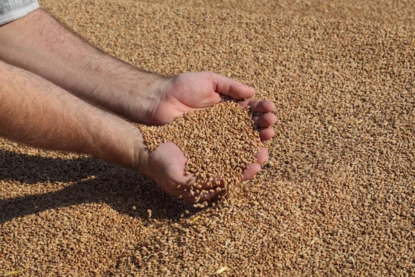 Wheat Harvest Farmer Heap Crop Holding Pouring Seed Closeup Hands — Stock Photo, Image