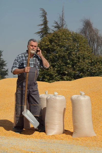 玉米收获 农民在堆的农作物讲话用手机用铲子在手和麻袋 — 图库照片