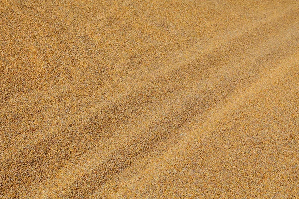 Corn Background Heap Corn Crop Harvest — Stock Photo, Image