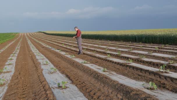 Farmer Examining Watermelon Melon Plants Field Plants Plastic Protective Stripes — Stock Video