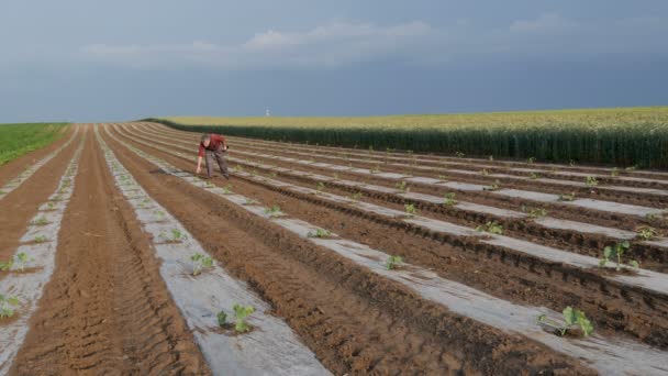 Agricultor Examinando Las Plantas Sandía Melón Campo Las Plantas Están — Vídeos de Stock