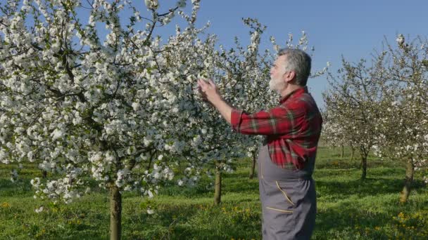 Bonde Eller Agronom Undersökande Blommande Cherry Tree Orchard Våren Tid — Stockvideo
