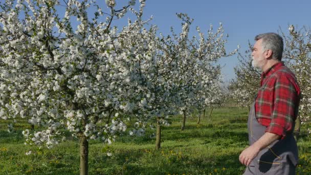 Agricoltore Agronomo Che Esamina Ciliegio Fiore Nel Frutteto Primavera Filmato — Video Stock