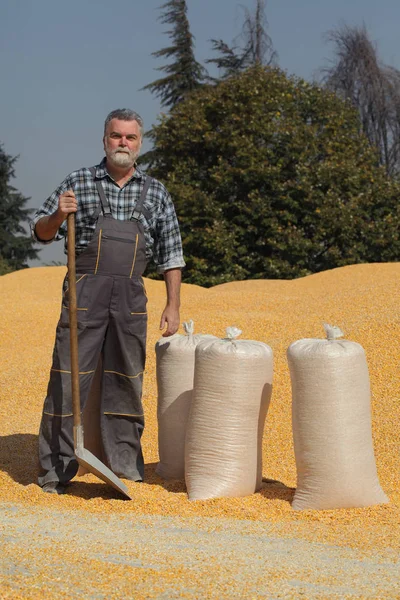 Récolte Maïs Agriculteur Tas Cultures Avec Pelle Main Sacs Remplis — Photo