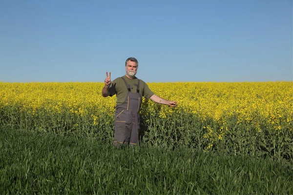 Agronomist Farmer Examining Blossoming Canola Wheat Field Gesturing Hand Rapeseed — Stock Photo, Image