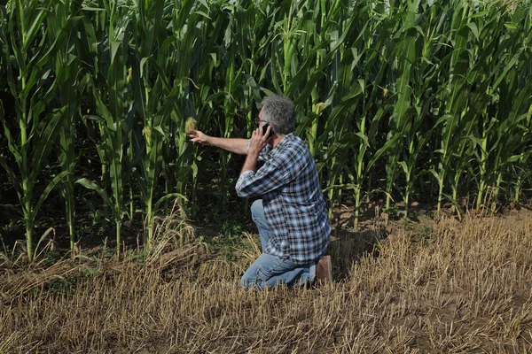 Agricultor Agrónomo Inspeccionando Calidad Las Plantas Maíz Campo Utilizando Teléfono —  Fotos de Stock