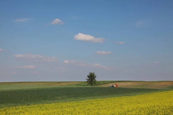 Mezőgazdaság Virágzó Repce Zöld Termesztett Búza Mező Tavasszal Kék Fehér — Stock Fotó