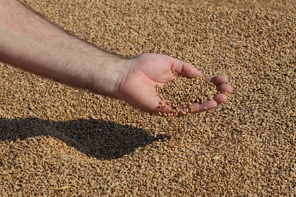 Wheat Harvest Farmer Heap Crop Holding Pouring Seed Closeup Hand — Stock Photo, Image