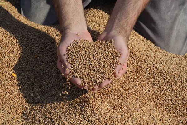 小麦の収穫 作物の持株と注ぐ種子 種子と手のクローズ アップのヒープでの農家 — ストック写真