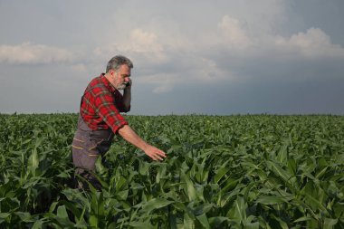 Çiftçi ya da mısır bitkileri cep telefonuyla konuşan ve bitkiler dokunmadan alanında kalitesini teftiş ziraat mühendisi