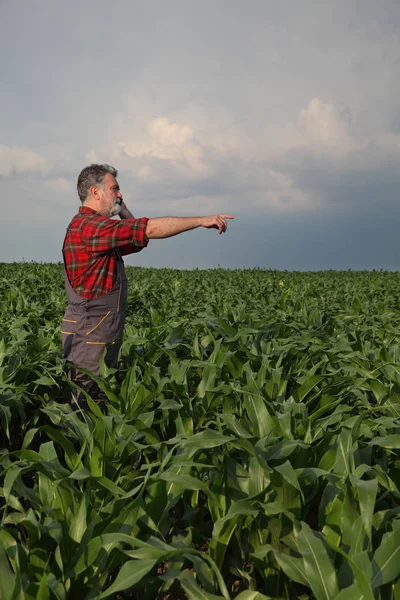 Фермер Агроном Проверяет Качество Кукурузных Растений Полевых Условиях Разговаривая Мобильному — стоковое фото