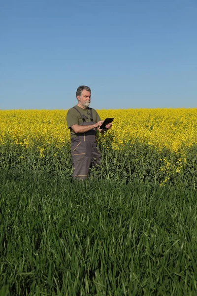 Farmer Agronomist Inspecting Quality Wheat Canola Fields Early Spring Using — Stock Photo, Image