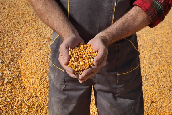 Corn Harvest Farmer Heap Crop Holding Handful Seed Closeup Hands — Stock Photo, Image