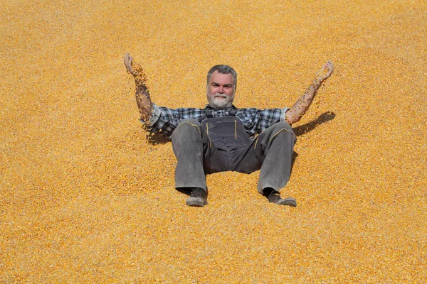 Agricultor Sorrindo Alegre Que Coloca Montão Milho Colheita Após Colheita — Fotografia de Stock