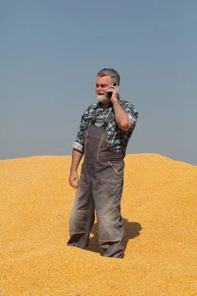 玉米收获 农民在堆积如山的作物用手机说话 面带微笑 — 图库照片