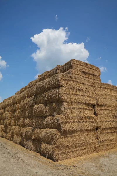 Tarweveld Oogst Bale Vol Stro Grote Stapel Met Blauwe Lucht — Stockfoto