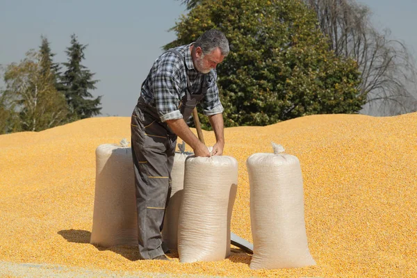 Colheita Milho Agricultor Montão Sacos Fechamento Culturas Com Cultura Milho — Fotografia de Stock