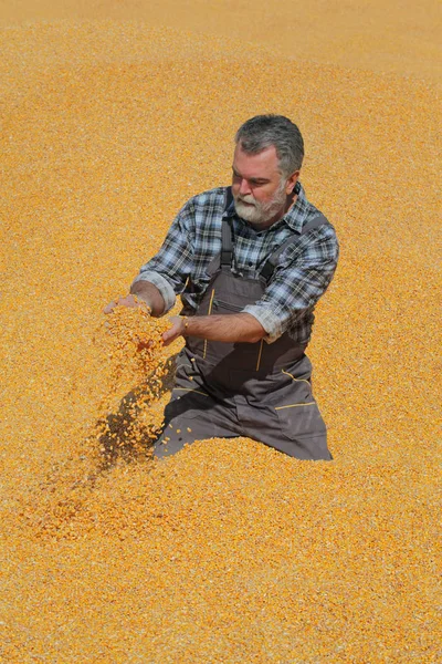 Урожай Кукурузы Фермер Куче Зернохранилища Высыпания Семян — стоковое фото