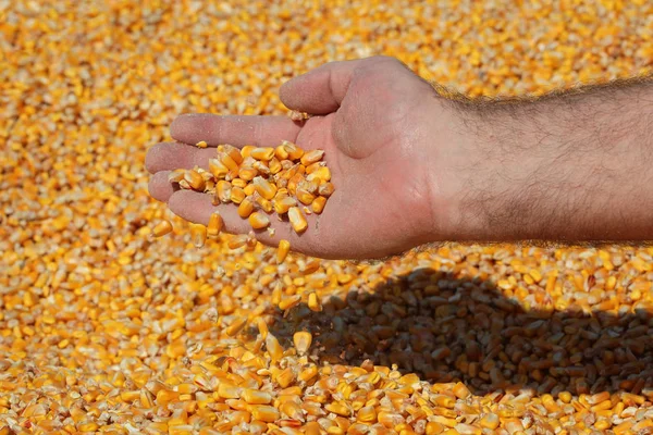 玉米收获 农夫在堆庄稼举行和倾吐的种子 手特写 — 图库照片