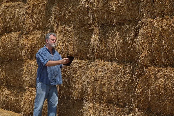Фермер Або Агроном Вивчають Тюк Упакованої Соломи Великій Купу Пшеничному — стокове фото