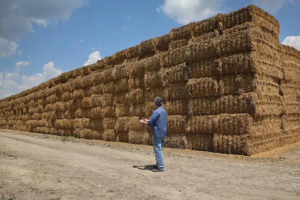 Agricultor Agrônomo Examinando Fardo Palha Embalada Grande Pilha Campo Trigo — Fotografia de Stock